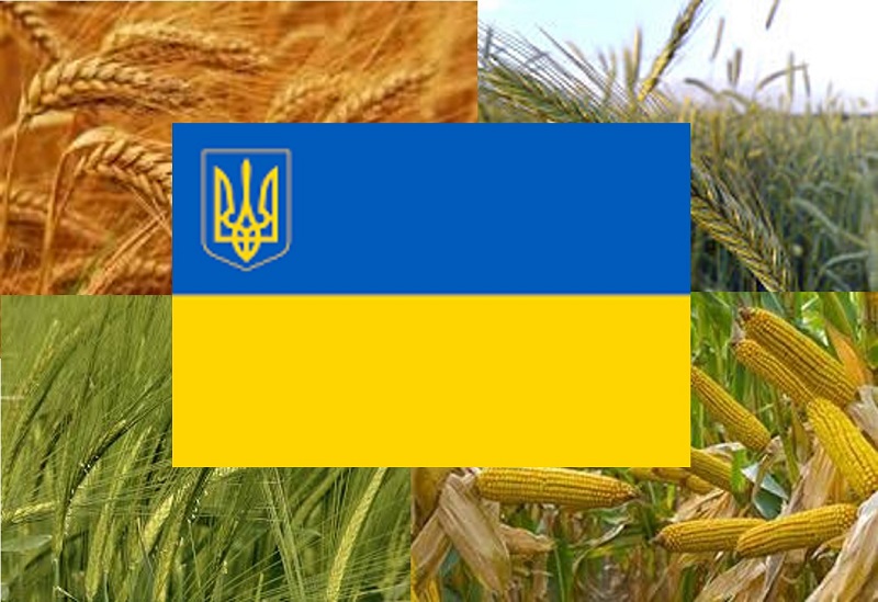 Прапор України на фоні основних зернових культур в країні